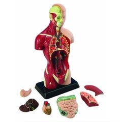 Cilvēka anatomiskais komplekts Edu-Toys Ķermenis un orgāni, 27 cm cena un informācija | Attīstošās rotaļlietas | 220.lv