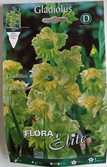 Гладиолус Green Star, 10 шт. цена и информация | Луковичные цветы | 220.lv