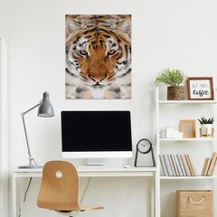 Bengālijas tīģera sienas apdruka Audekls Dzīvnieku audekls Interjera dekors - 78 x 50 cm cena un informācija | Dekoratīvās uzlīmes | 220.lv