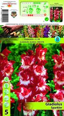 Gladiolas sparkler цена и информация | Луковичные цветы | 220.lv