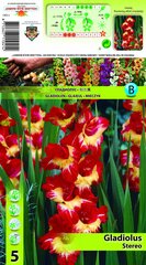 Gladiolas stereo цена и информация | Луковичные цветы | 220.lv