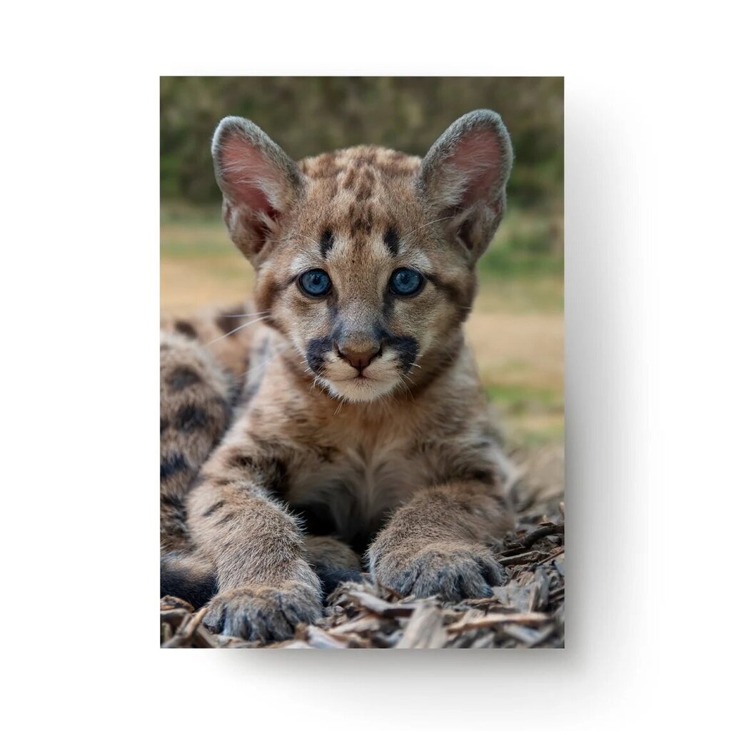 Sienas plakāts Little Leopard, Dzīvnieku plakāts, Bērnu istabas dekors - 40 x 30 cm cena un informācija | Dekoratīvās uzlīmes | 220.lv