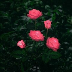 Уличные фонари Cuifuli, розовые розы цена и информация | Уличное освещение | 220.lv
