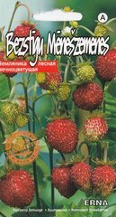 Mēnešzemenes erna цена и информация | Семена овощей, ягод | 220.lv