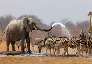 Consalnet Фотообои флизелиновые Elefant 416 x 254 cm 10093VEXXXL цена и информация | Фотообои | 220.lv