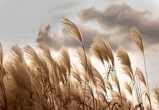 Consalnet Fototapeta Pampas 416x254 cm 14597VEXXXL cena un informācija | Fototapetes | 220.lv