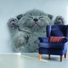 Jauks kaķēns foto tapetes Dzīvnieku tapetes interjera dekors bērnu istabai - 390 x 280 cm cena un informācija | Dekoratīvās uzlīmes | 220.lv