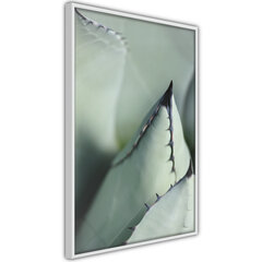 Plakāts Agaves jauna lapa, balts rāmis, 30x45 цена и информация | Картины | 220.lv