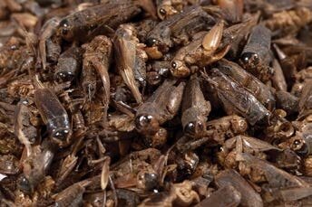 Barība rāpuļiem Žāvēti crickets 100g, Crickets cena un informācija | Barība eksotiskajiem dzīvniekiem | 220.lv