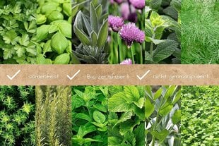 Набор семян трав Loveplants цена и информация | Семена приправ | 220.lv