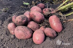 Kartupeļi stādīšanai VFARM Alouette a, 5 kg цена и информация | Семена овощей, ягод | 220.lv