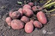 Kartupeļi stādīšanai VFARM Alouette a, 5 kg cena un informācija | Dārzeņu, ogu sēklas | 220.lv