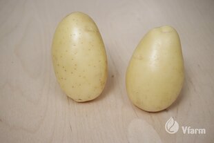 Kartupeļi stādīšanai VFARM Queen Anne b, 5 kg цена и информация | Семена овощей, ягод | 220.lv