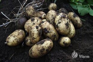 Kartupeļi stādīšanai VFARM Queen Anne b, 5 kg цена и информация | Семена овощей, ягод | 220.lv