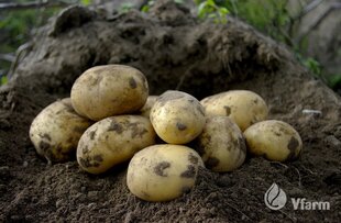 Kartupeļi stādīšanai VFARM Colomba a, 2 kg cena un informācija | Dārzeņu, ogu sēklas | 220.lv