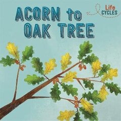 Life Cycles: Acorn to Oak Tree цена и информация | Книги для подростков и молодежи | 220.lv