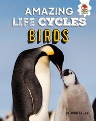 Birds - Amazing Life Cycles cena un informācija | Grāmatas pusaudžiem un jauniešiem | 220.lv
