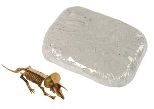 Arheoloģisko izrakumu komplekts - dinozaura trikeratopsa skelets cena un informācija | Attīstošās rotaļlietas | 220.lv
