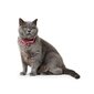 Kaķa kaklasiksna Hunter Neon Rozā (17,1 x 3,6 x 2,5 cm) cena un informācija | Pavadas, apkakles, siksnas kaķiem | 220.lv