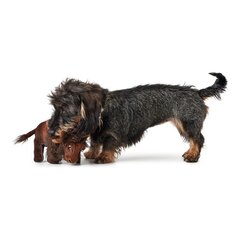 Mīkstā rotaļlieta suņiem Hunter Tough Kamerun Bizons (24 cm) cena un informācija | Suņu rotaļlietas | 220.lv