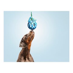 Прорезыватель для зубов для собак Gloria гриль Ассорти цветов (7 cm) (7 x 30 cm) цена и информация | Игрушки для собак | 220.lv