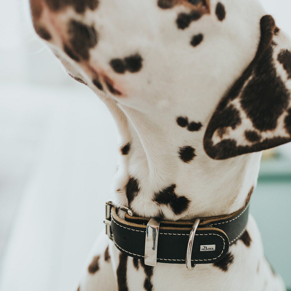 Suņa kaklasiksna Hunter Aalborg Melns (20-24 cm) cena un informācija | Apkakles, siksnas suņiem | 220.lv