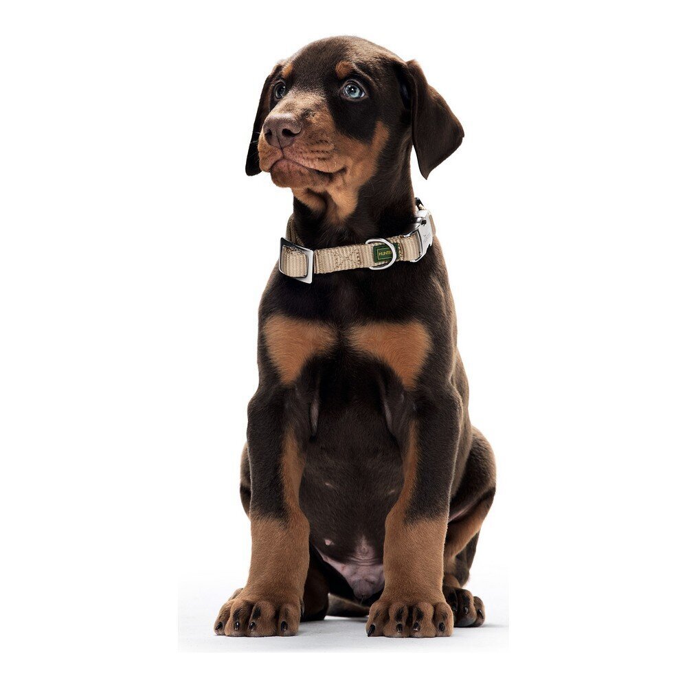 Suņa kaklasiksna Hunter Alu-Strong Bēšs S Izmērs (30-45 cm) cena un informācija | Apkakles, siksnas suņiem | 220.lv