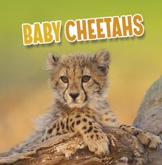 Baby Cheetahs цена и информация | Книги для подростков  | 220.lv