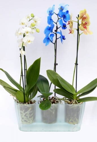 Puķu pods orhidejām 38 cm Triola, caurspīdīgs cena un informācija | Puķu podi | 220.lv