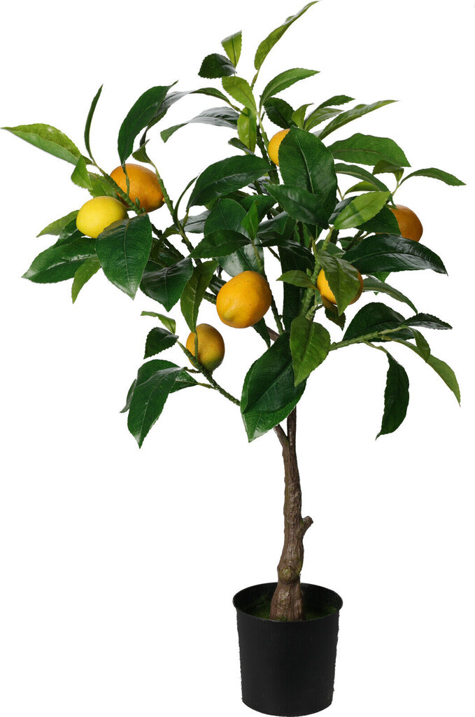 Mākslīgais augs citronkoks 70 cm cena un informācija | Interjera priekšmeti | 220.lv