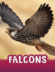 Falcons cena un informācija | Grāmatas pusaudžiem un jauniešiem | 220.lv