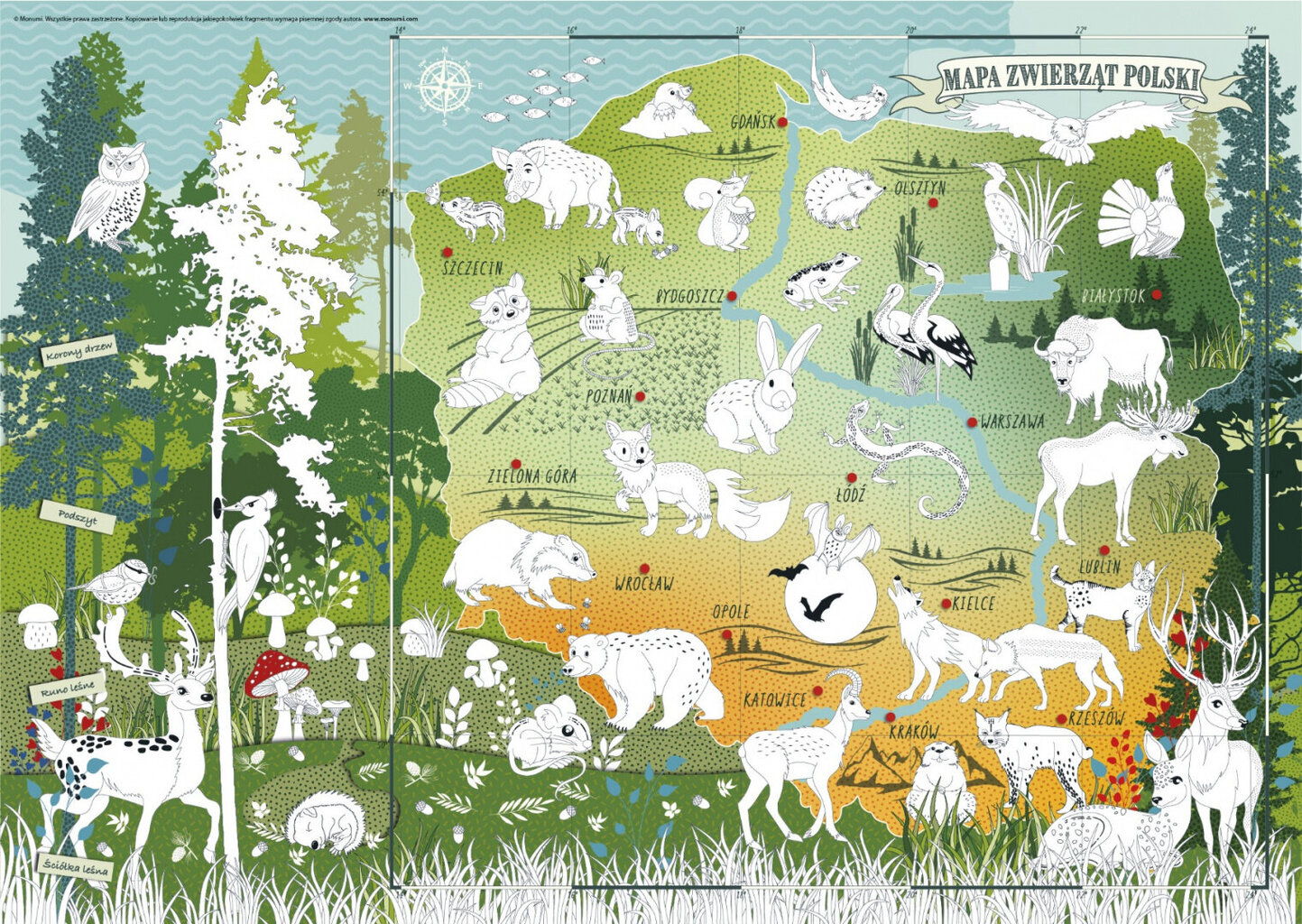 Krāsojamais plakāts - Polijas dzīvnieki mežā cena un informācija | Attīstošās rotaļlietas | 220.lv