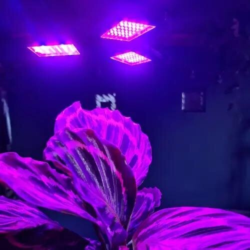 Lampa 108 LED augu augšanai Gardlov cena un informācija | Diedzēšanas trauki, augu lampas | 220.lv