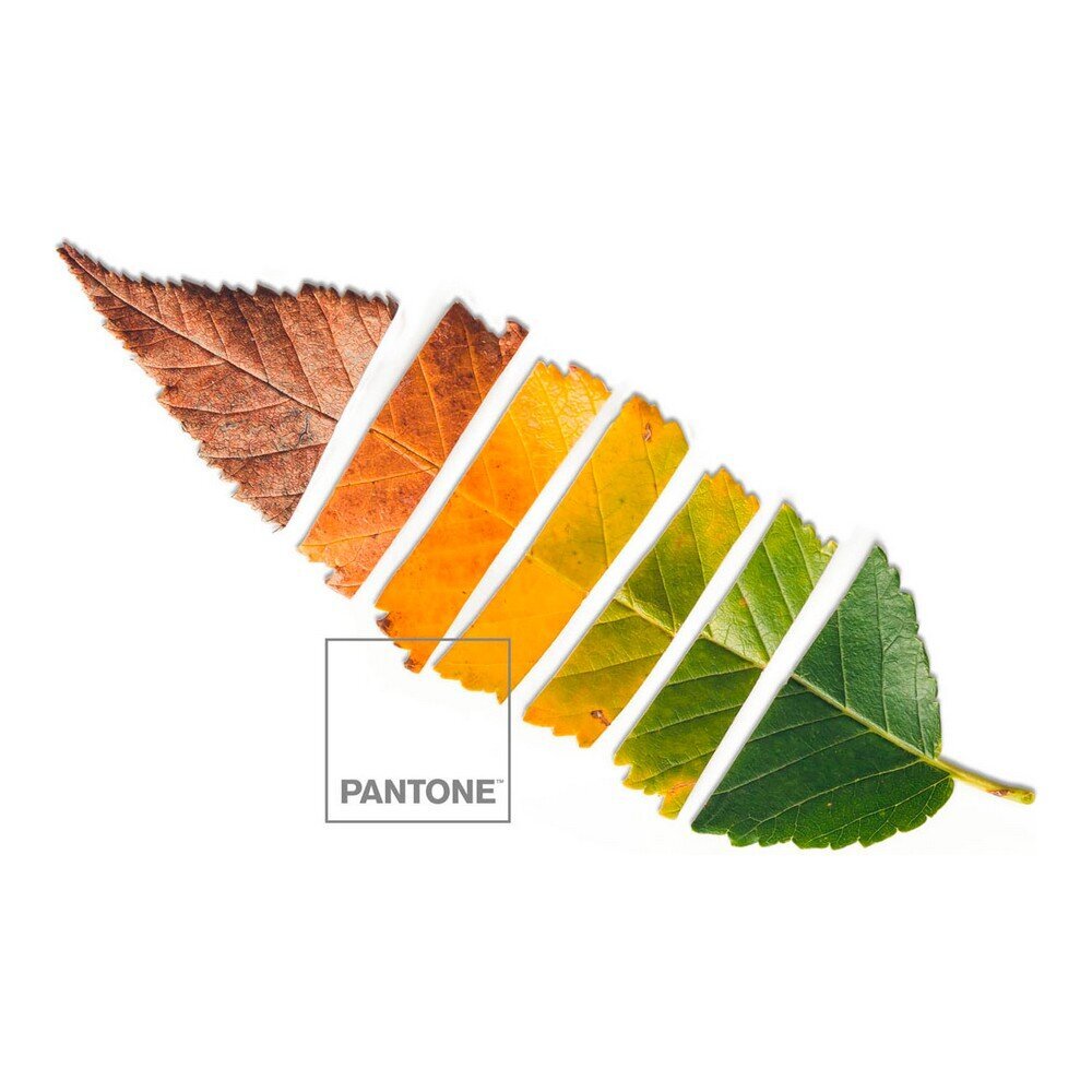 Gultas veļa Leaf Pantone cena un informācija | Gultas veļas komplekti | 220.lv