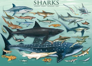 Пазл Eurographics, 6000-0079, Sharks, 1000 шт. цена и информация | Пазлы | 220.lv