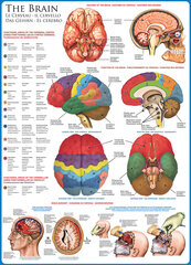 Puzle Eurographics, 6000-0256, The Brain, 1000 gab. cena un informācija | Puzles, 3D puzles | 220.lv