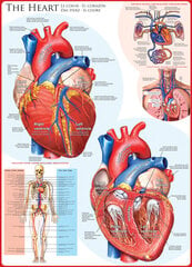 Puzle Eurographics, 6000-0257 ® The Heart cena un informācija | Puzles, 3D puzles | 220.lv