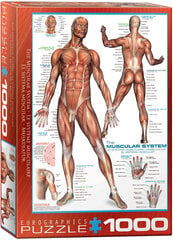 Puzle Eurographics, 6000-2015, The Muscular System, 1000 gab. cena un informācija | Puzles, 3D puzles | 220.lv