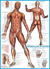 Puzle Eurographics, 6000-2015, The Muscular System, 1000 gab. cena un informācija | Puzles, 3D puzles | 220.lv