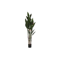 Декоративное растение DKD Home Decor (90 x 90 x 200 cm) цена и информация | Искусственные цветы | 220.lv