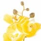 Mākslīgā orhideja, 10 gab. цена и информация | Interjera priekšmeti | 220.lv