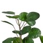 Dekoratīvs Augs 80 x 77 x 113 cm Zaļš PVC Aralia цена и информация | Mākslīgie ziedi | 220.lv