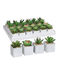 Декоративное растение Mica Decorations 8 x 5 cm PVC сочный цена и информация | цветочные соцветия 1 шт | 220.lv