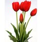 Sarkano tulpju pušķis cena un informācija | Mākslīgie ziedi | 220.lv