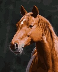 Картина по номерам 40x50 cm.  "Голова лошади" цена и информация | Живопись по номерам | 220.lv