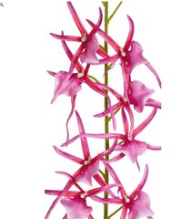 Mākslīgā zirnekļa orhideja 76CM cena un informācija | Mākslīgie ziedi | 220.lv