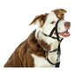 Suņu apmācības kaklasiksna Company of Animals Halti (46-62 cm) цена и информация | Apkakles, siksnas suņiem | 220.lv