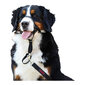 Suņu apmācības kaklasiksna Company of Animals Halti (46-62 cm) цена и информация | Apkakles, siksnas suņiem | 220.lv