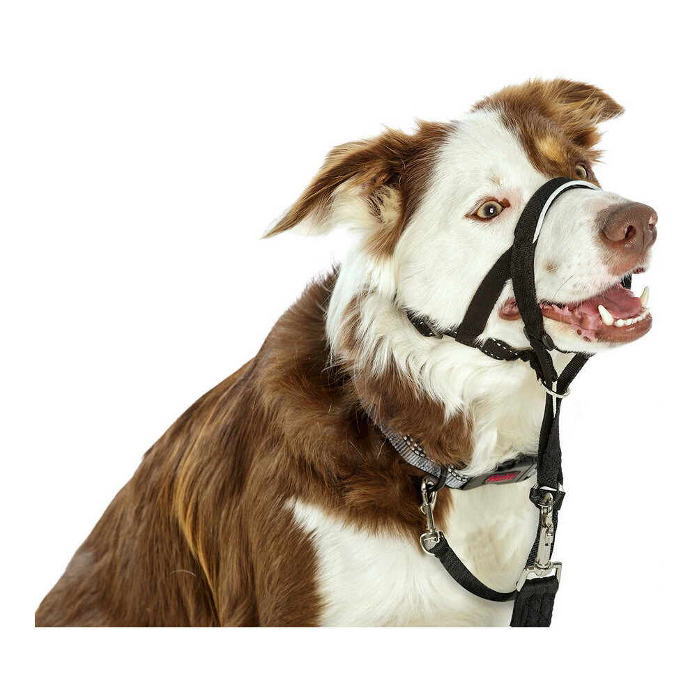 Suņu apmācības kaklasiksna Company of Animals Halti (31-40 cm) cena un informācija | Apkakles, siksnas suņiem | 220.lv