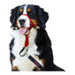 Suņu apmācības kaklasiksna Company of Animals (46-62 cm) cena un informācija | Apkakles, siksnas suņiem | 220.lv